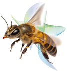 Young Bee